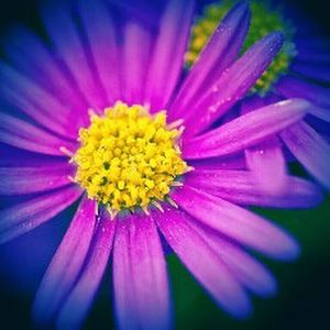 Meet your Posher, Tashana